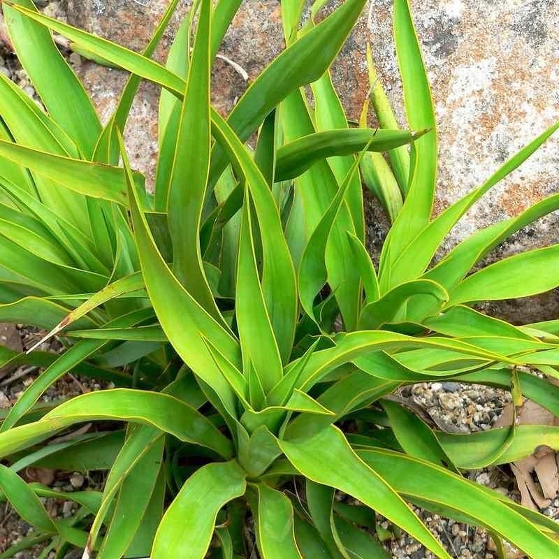 Yucca rupicola - Yucca à feuilles torsadées