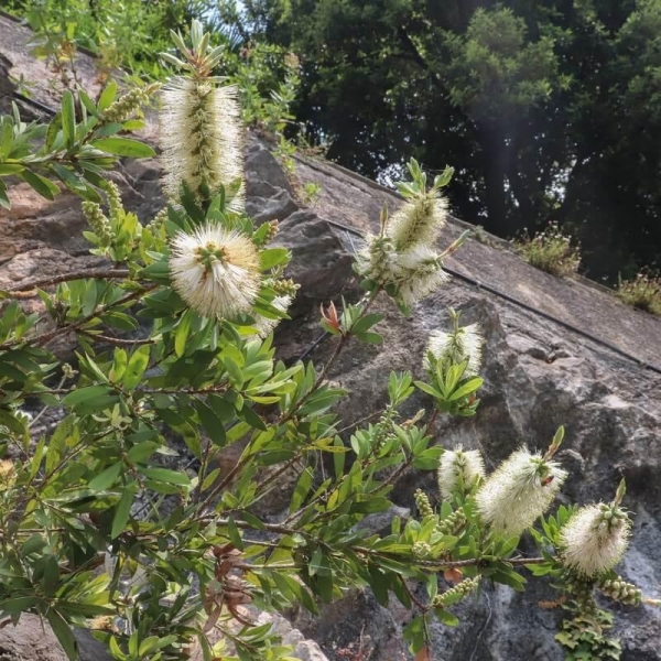 Callistemon citrinus 'White Anzac' - Rince-bouteilles blanc-crème