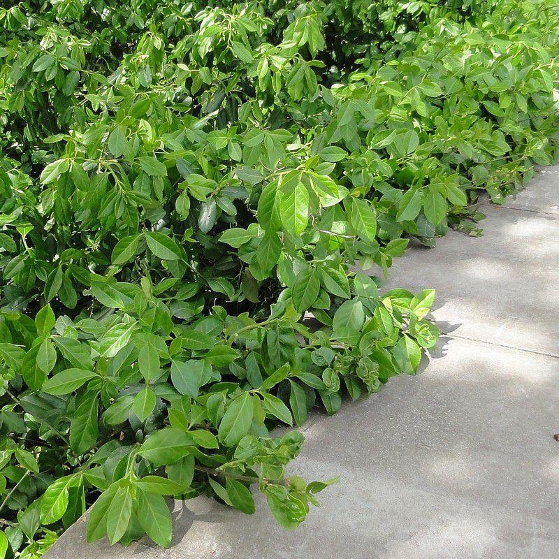 Euonymus fortunei 'Dart's Blanket' - Fusain de Fortune persistant vert rampant