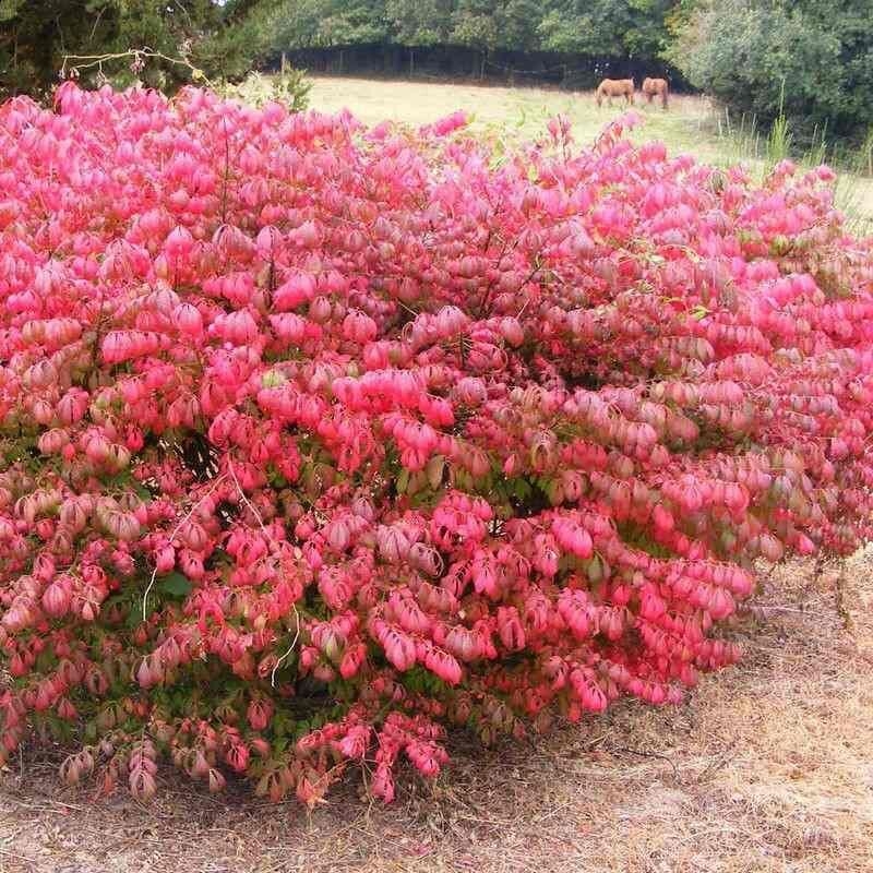 Euonymus alatus 'Compactus' - Fusain ailé nain caduc