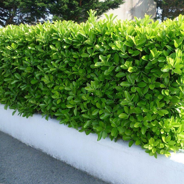 Euonymus japonicus - Fusain du Japon persistant vert
