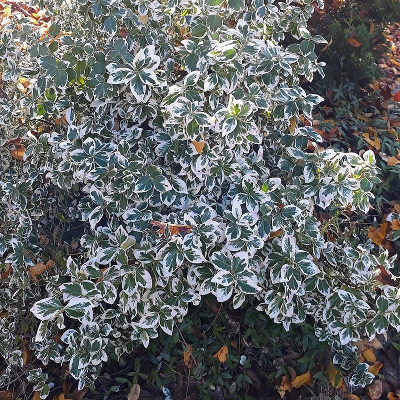 Euonymus fortunei 'Emerald Gaiety' - Fusain de Fortune nain panaché vert et blanc