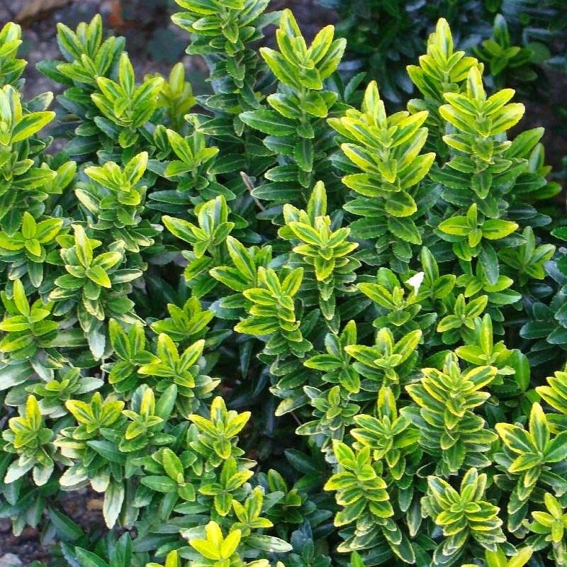 Euonymus japonicus 'Microphyllus Aureovariegatus' - Fusain du Japon nain panaché