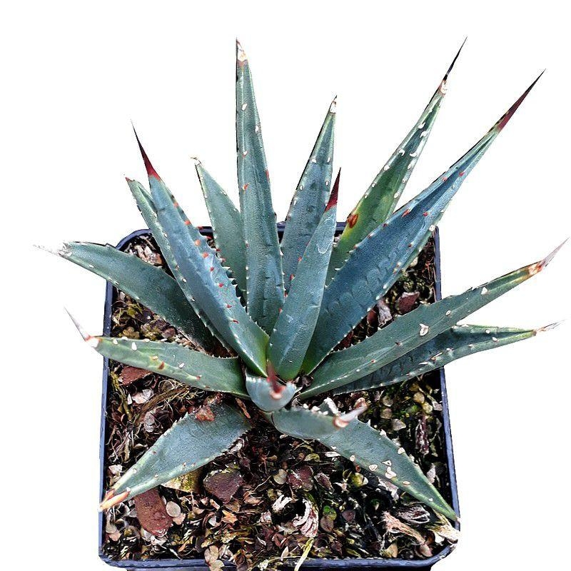 Agave utahensis - Agave de l'Utah résistante au froid