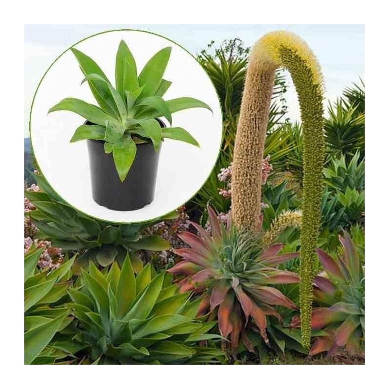 Agave attenuata - Agave à cou de cygne