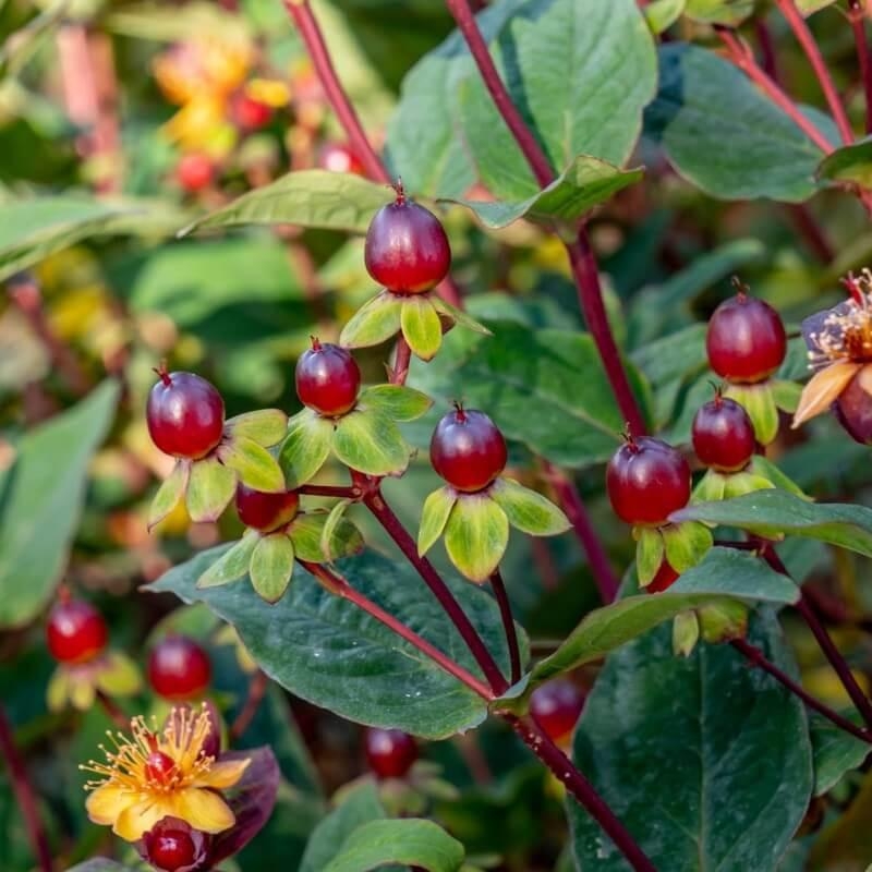 Hypericum inodorum Miracle® 'Night' - Millepertuis à baies pourpre