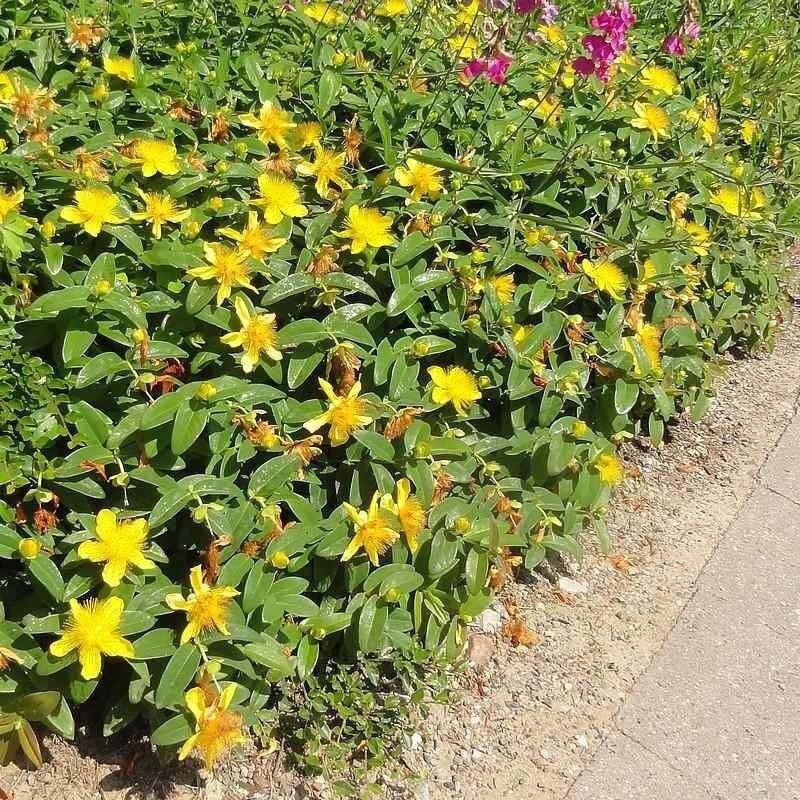 Hypericum calycinum - Millepertuis jaune rampant - Rose de Sharon