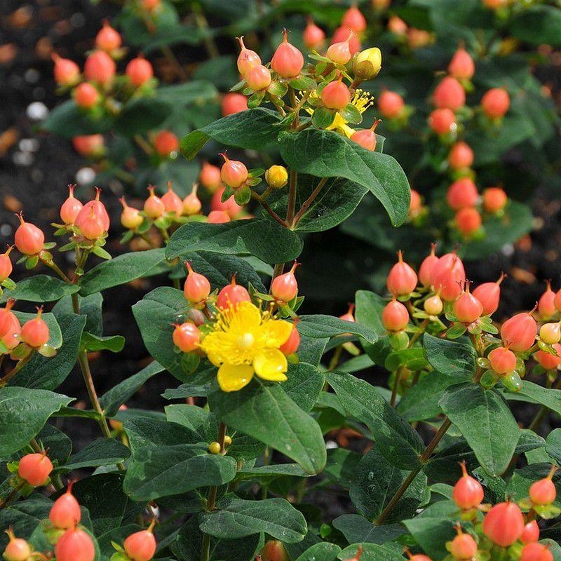 Hypericum inodorum 'Orange Flair' - Millepertuis à baies oranges