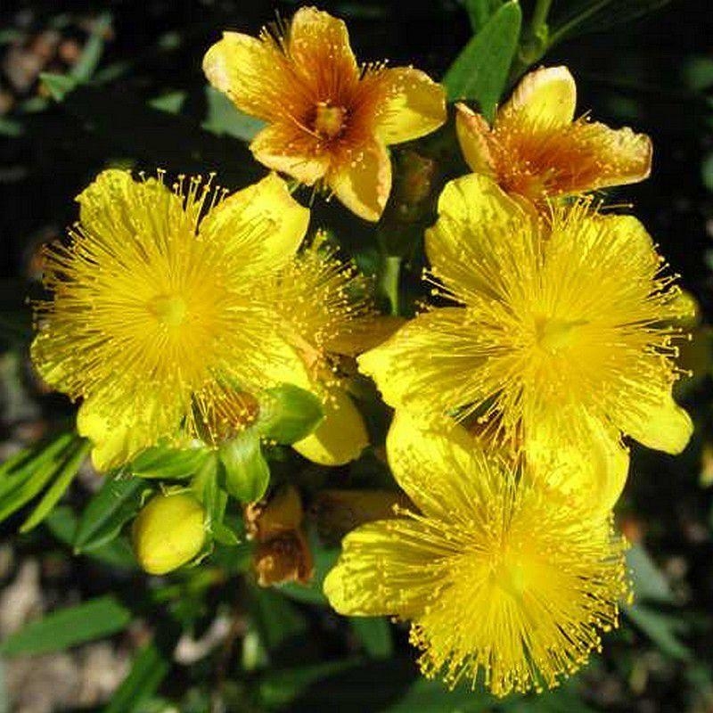 Hypericum kalmianum 'Gemo' - Millepertuis de Kalm jaune