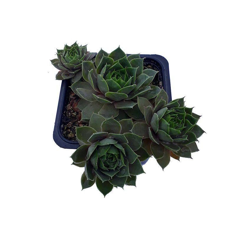 Sempervivum 'Othello' - Joubarbe bicolore