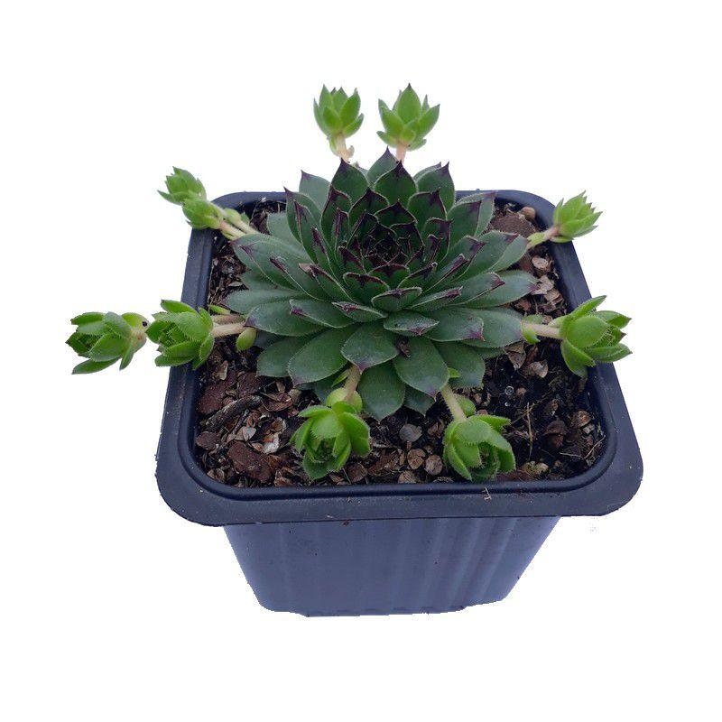 Sempervivum 'Black Top' - Joubarbe à pointe noire
