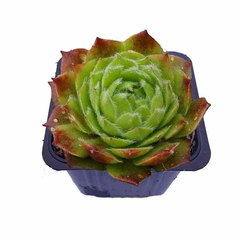 Sempervivum 'Cassiopea' - Joubarbe verte et violine