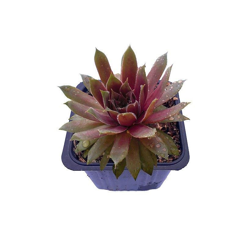 Sempervivum 'Ruby Star' - Joubarbe 'Bigsam'® rouge