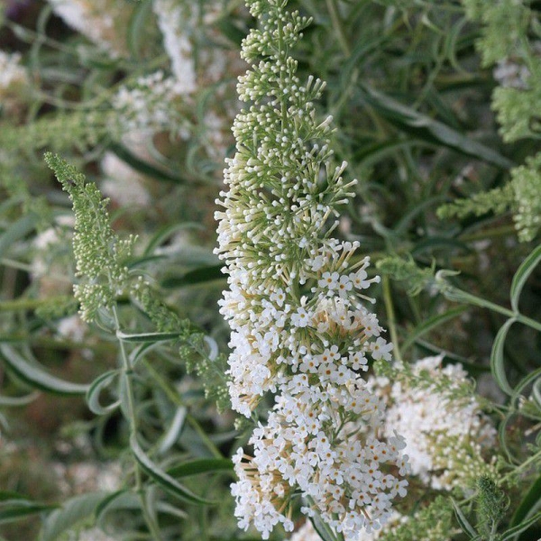 Buddleia davidii 'Nanho White' - Arbre aux papillons - Buddleja blanc