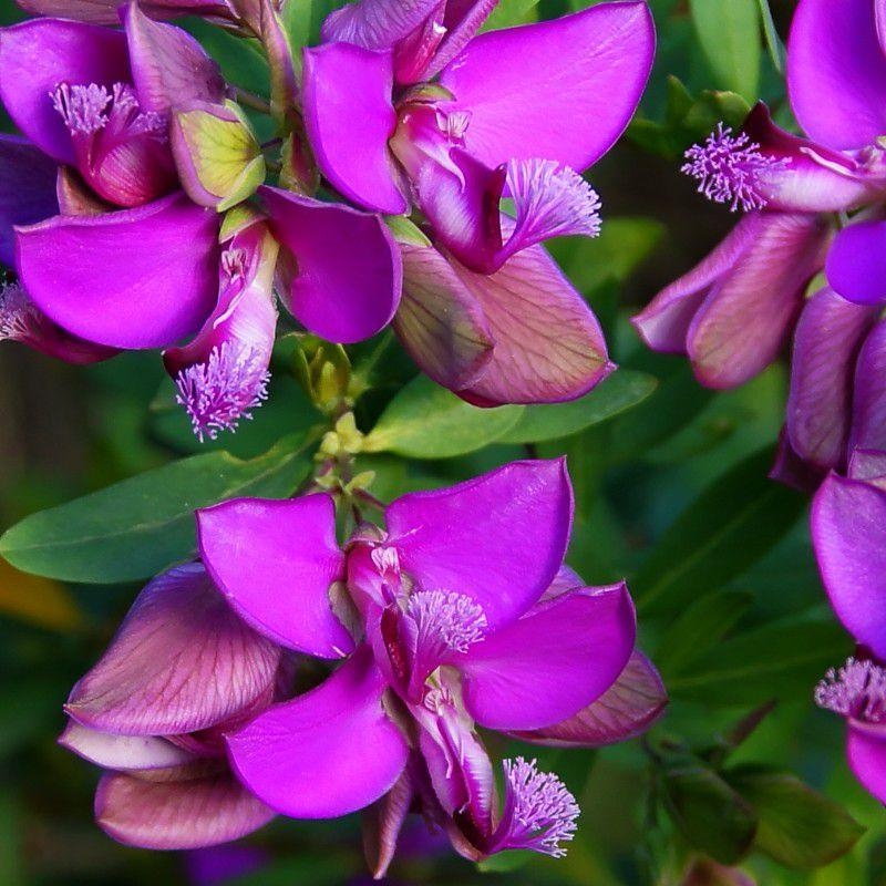 Polygala myrtifolia - vente Polygale pourpre à feuilles de Myrte