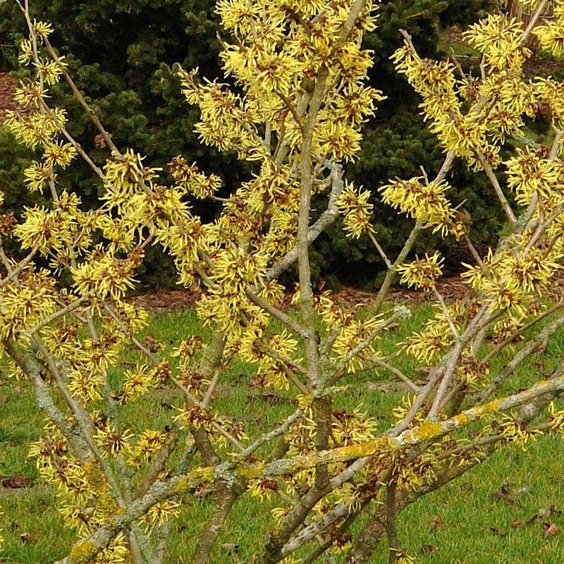Hamamelis intermedia 'Angelly' - Hamamélis de Chine - Noisetier de sorcière compact