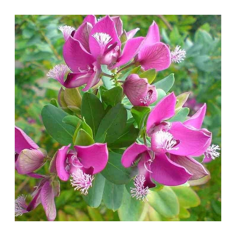 Polygala oppositifolia - Vente Polygale violine
