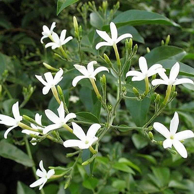Jasminum officinale - Jasmin officinal blanc - Vrai Jasmin parfumé d'été