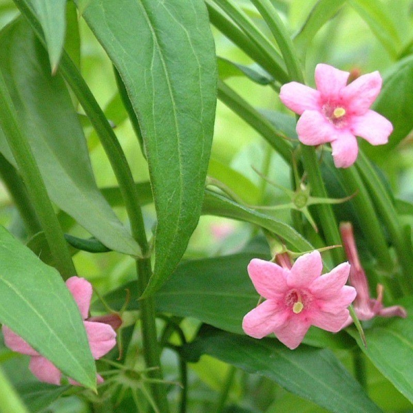 Jasminum beesianum - Jasmin rose parfumé - Jasmin nid d'abeilles