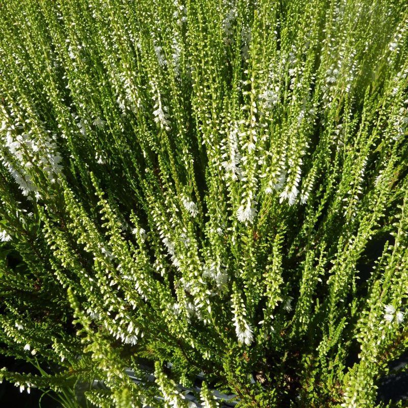 Calluna vulgaris 'Hammondii' - Bruyère commune rose - Brande