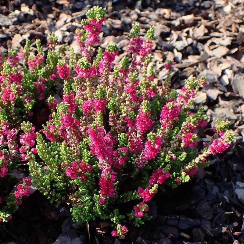 Calluna vulgaris 'Darkness' - Bruyère commune rouge - Brande foncée