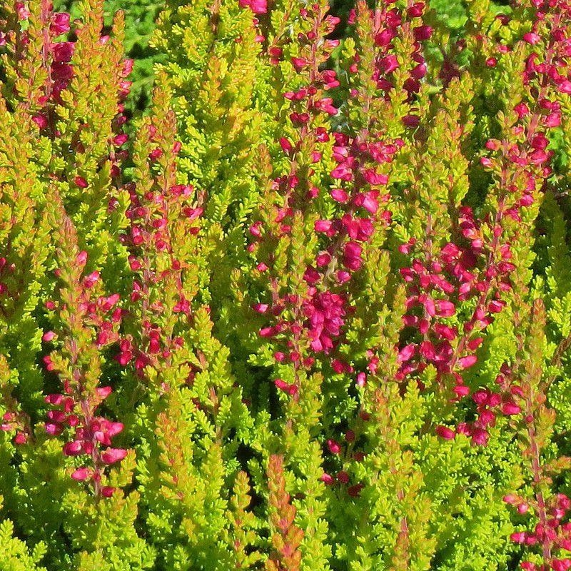 Calluna vulgaris 'Golden Feather' - Bruyère commune jaune - Brande