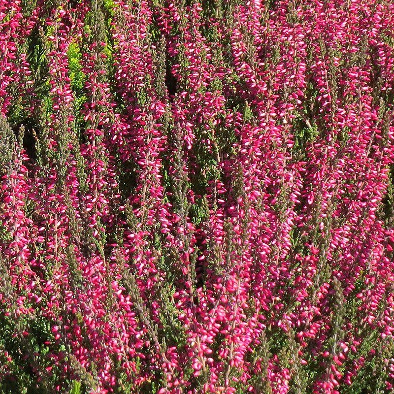 Calluna vulgaris 'Tib' - Bruyère commune rose double - Brande
