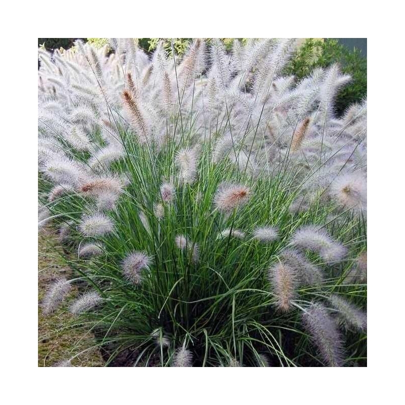 Pennisetum villosum - Herbe aux écouvillons hérissés