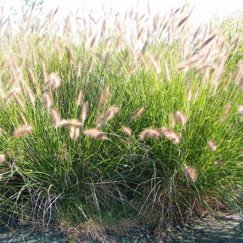 Pennisetum alopecuroides 'Viridescens' - Herbe aux écouvillons