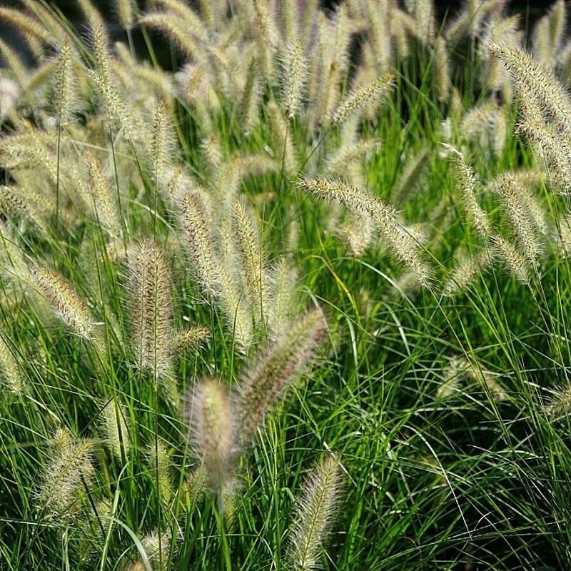 Pennisetum alopecuroides 'Hameln' - Herbe aux écouvillons bruns