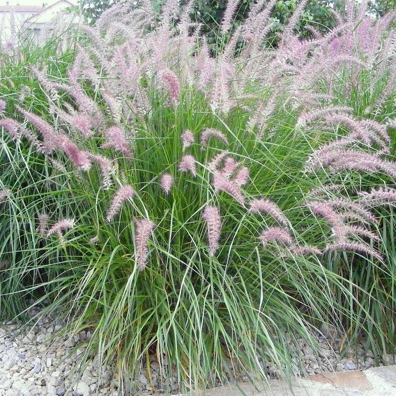 Pennisetum orientalis 'Karley Rose' - Herbe aux écouvillons roses