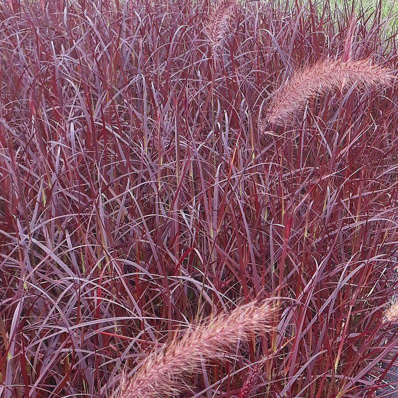 Pennisetum setaceum 'Rubrum' - Herbe aux écouvillons pourpres