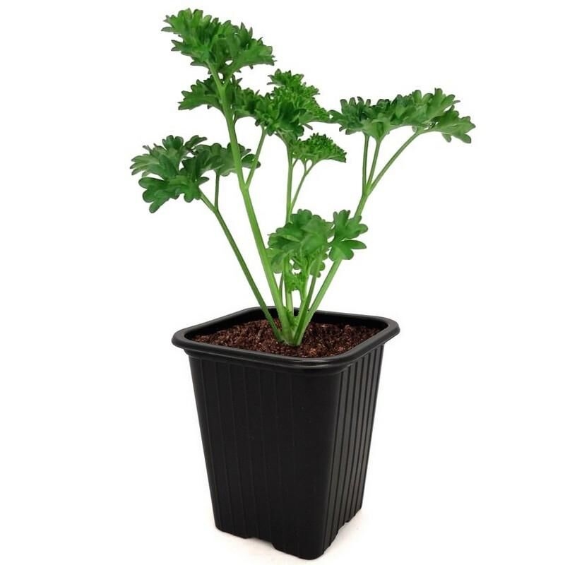 Petroselinum crispum - Plant de Persil aromatique