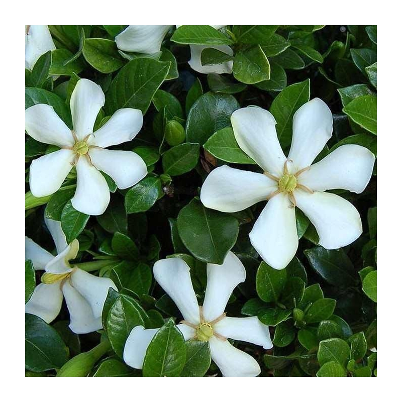 Gardenia augusta 'Highlights Pinwheel'® - Jasmin du Cap rustique odorant