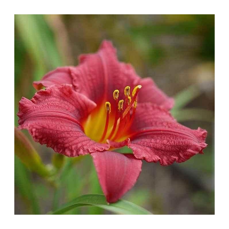 Hemerocallis 'Little Business' - Lys d'un jour rouge compact