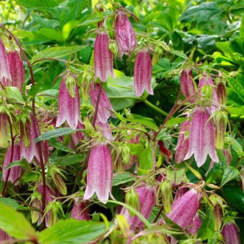 Campanula takesimana 'Elizabeth' - Campanule de Corée