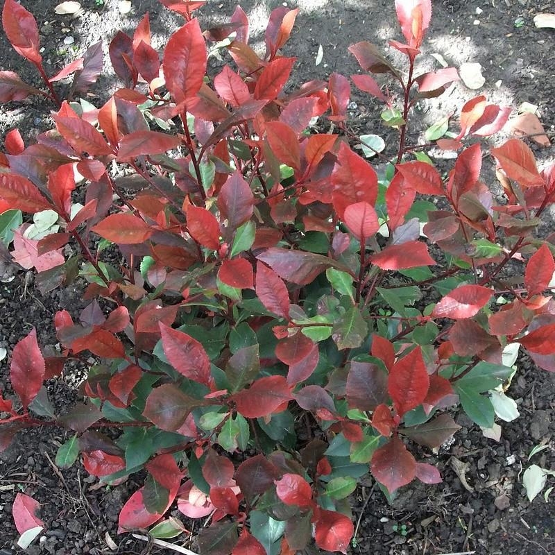 Photinia fraseri 'Little Red Robin' - "Laurier" nain à feuilles rouges