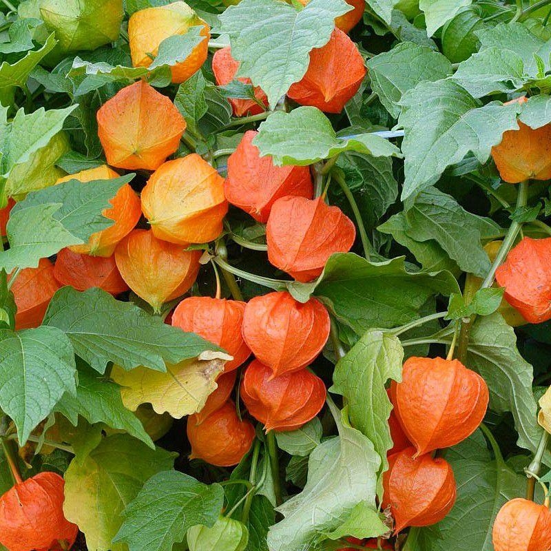Physalis alkekengi - Amour en cage - Coqueret