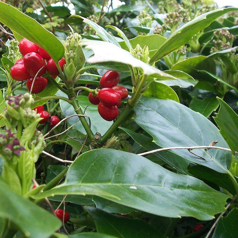Aucuba japonica 'Rozanie' - Aucuba du Japon à baies rouges