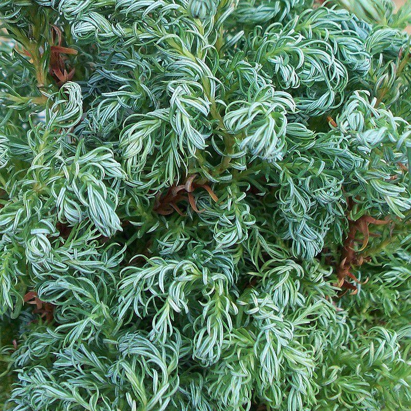 Chamaecyparis pisifera 'Baby Blue' - Faux cyprès nain - Cupressus sawara bleu