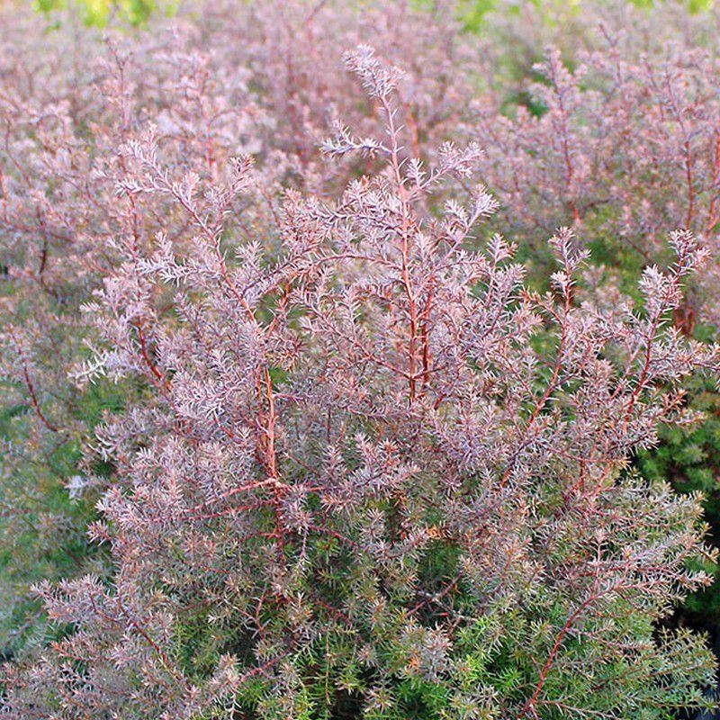 Chamaecyparis thyoides 'Rubicon' - Faux Cyprès 'Red Star'