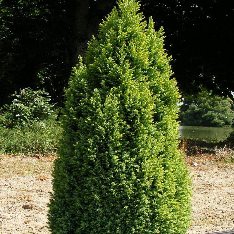 Chamaecyparis lawsoniana 'Ellwood's Gold' - Faux cyprès doré - Cupressus jaune