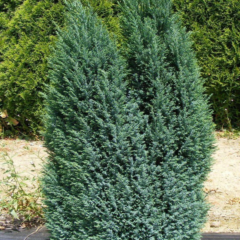 Chamaecyparis lawsoniana 'Ellwood's Blue' - Faux cyprès bleu - Cupressus