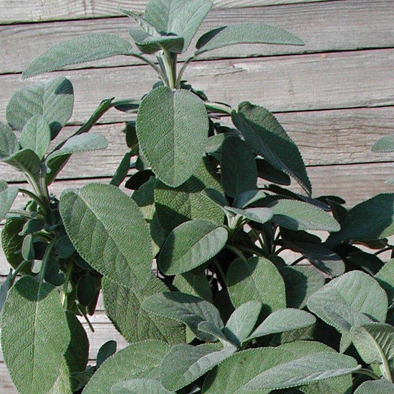 Salvia officinalis 'Berggarten' - Sauge aromatique à feuilles larges