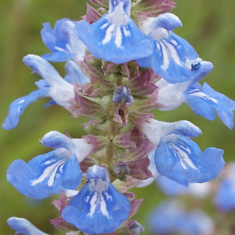 Salvia uliginosa - Sauge arbustive bleue - Sauge des marais