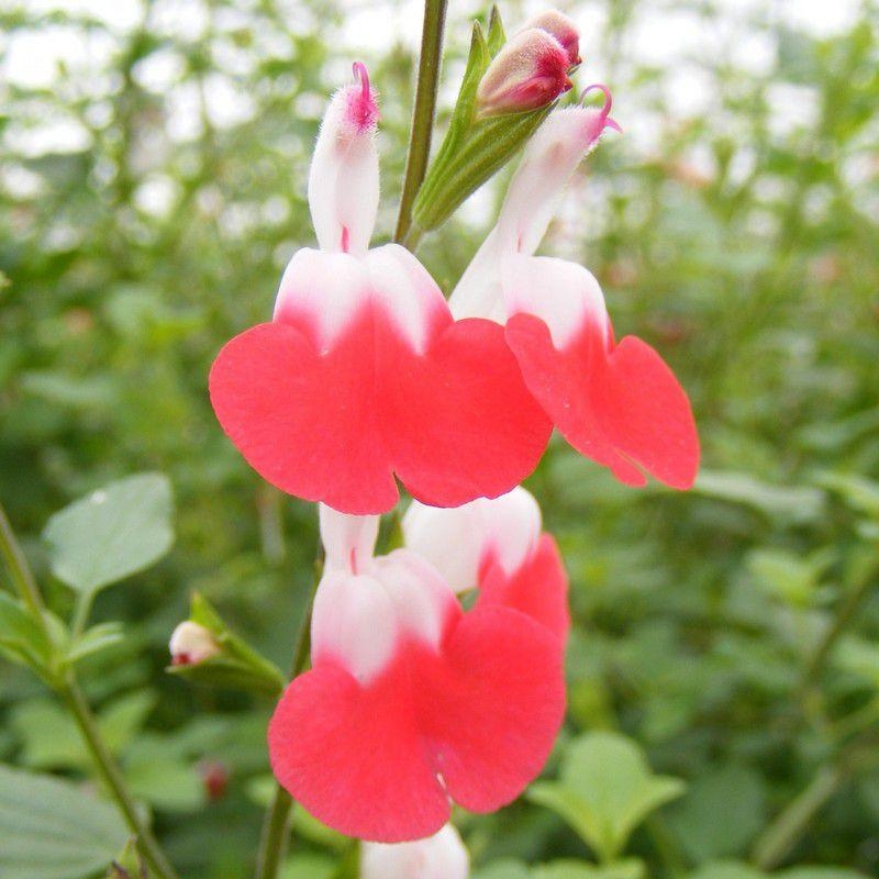 Salvia microphylla 'Hot Lips' - Sauge arbustive bicolore rouge et blanche