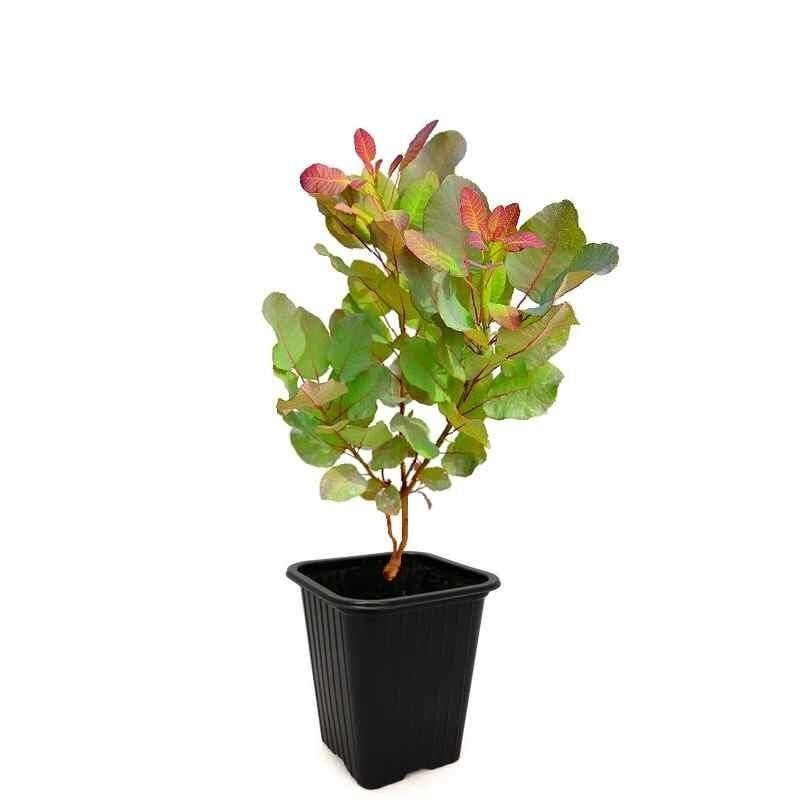 Cotinus coggygria ‘Old Fashioned’® - Arbre à perruque à pousses rouges
