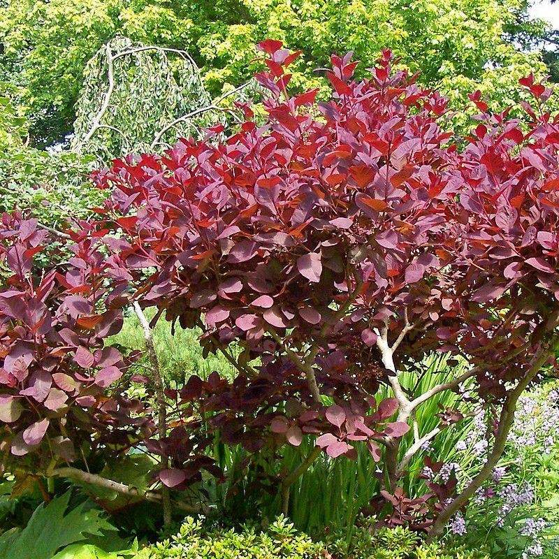 Cotinus coggygria 'Rubrifolia' - Arbre à perruques rouge