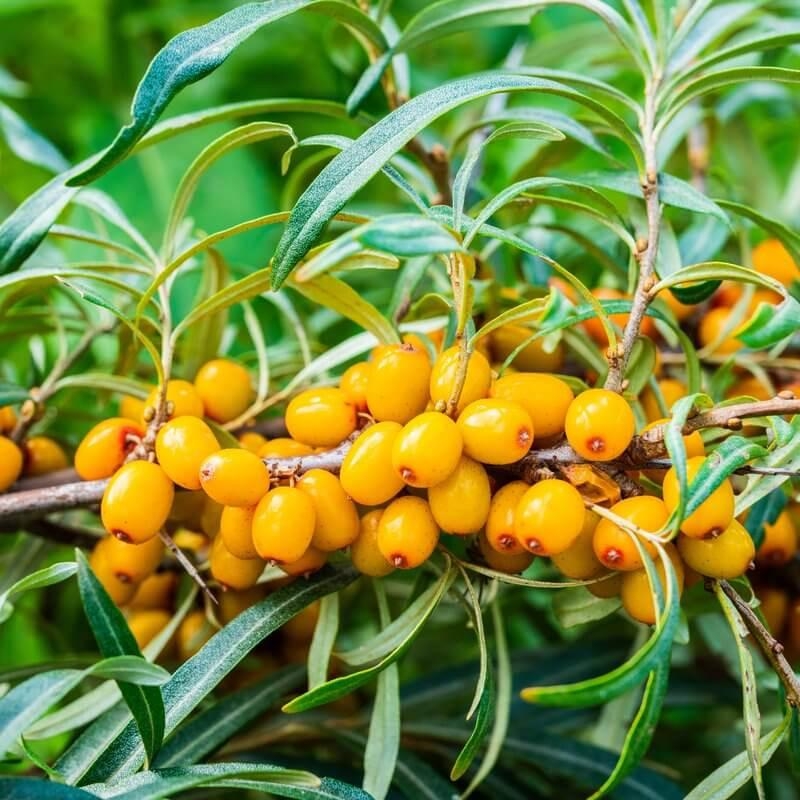 Hippophae rhamnoides 'Rockorange' - Argousier femelle à fruits oranges
