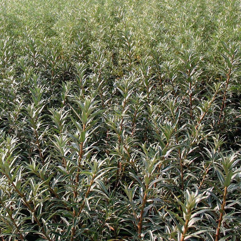 Hippophae rhamnoides 'Pollmix' - Argousier mâle